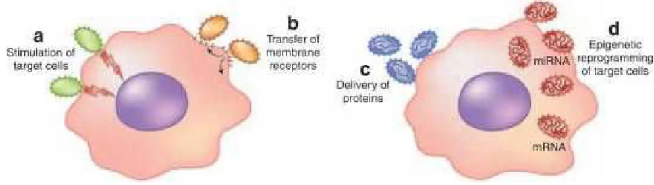 Figure  12.  EVs  biological  activities.  Schematic  representation  of  activities  induced  by  EVs  in  the  target  cells 