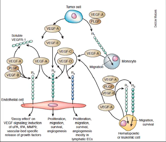 Figura  1:  Ruolo  dei  recettori  del  VEGF.VEGFR1e VEGFR2 sono  espressi  sulla  superficie  delle  cellule  endoteliali.VEGFR3  è  espresso  invece  prevalentemente  sulle  cellule  endoteliali  del  sistema  linfatico.VEGFA  lega  i  recettori  VEGFR1 