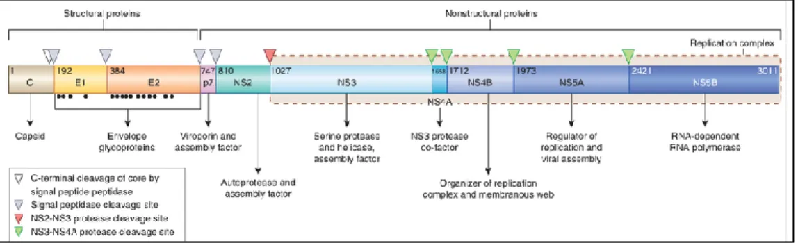 Figura 2: Genoma del virus HCV e funzione delle proteine virali.  La  replicazione  virale  comprende  una  prima  fase  durante  la  quale  viene prodotta un’unica lunga poliproteina virale dal cui clivaggio in  siti  specifici  sono  prodotte  le  10  pr