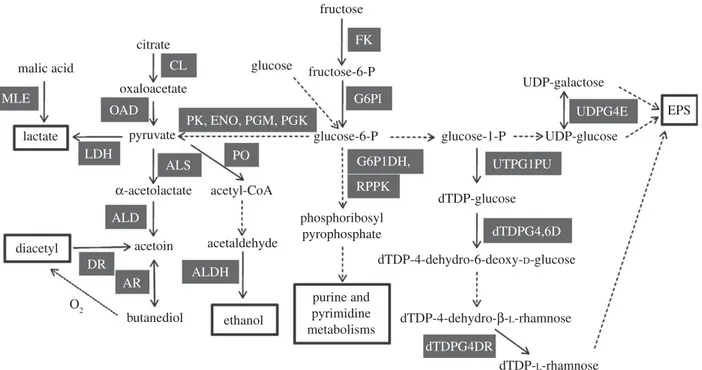 Figure 4. Proteomic and genomic prediction of metabolic pathways in O. oeni ATCC BAA-1163
