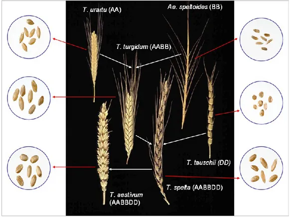 Fig. 1.1. The evolutionary and genome relationships between cultivated bread and durum wheats 
