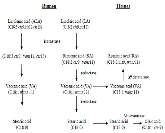 Figure 1.4. Rumen biohydrogenation of linoleic acid. 