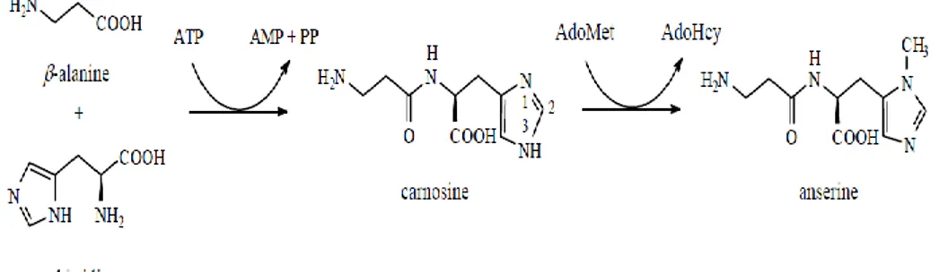 Figure 1.6. Carnosine and anserine are synthesised from β-alanine and L-histidine. 