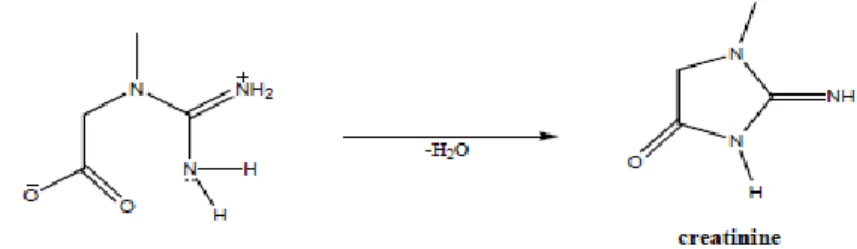Figure 1.8. Mechanism for transformation of creatine to creatinine.  