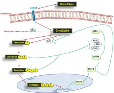 Figure 2. Gemcitabine pathway.  Objectives of the research 