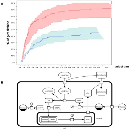 Figure 7. Modeling and simulation of Gemcitabine uptake. 