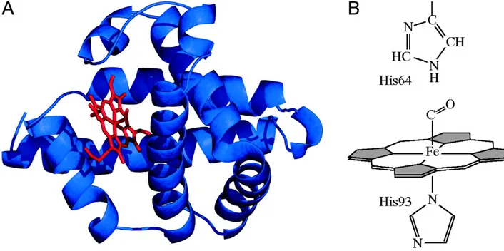 Figure 9.. Structure of myoglobin (A) X-ray crystallography (α-helices in blue and heme group in red)