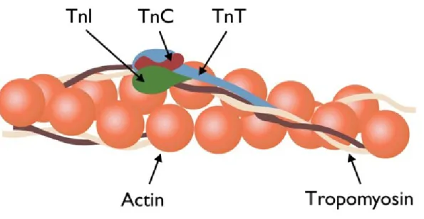 Figure 10. Troponin complex 