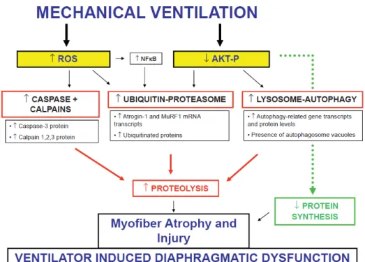 Fig. 1. Pathophysiology of the Ventilator Induced Diaphragmatic Dysfunction 