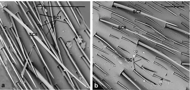 Figure 7. A. bungii, SEM. Sensilla chaetica SC6. (a) Female: Detail of one SC6 with a very long, thin  shaft  provided  with  longitudinal  grooves  and  pointed  tips