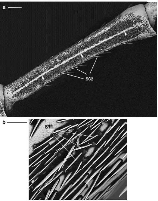 Figure  9.  A.  bungii  male, SEM.  (a) Overview  of the second  flagellomere  with  the two  longitudinal  bands  facing  the  abaxial  surface  and  separated  by  a  longitudinal  strip  devoid  of  any  sensilla  (arrowheads)