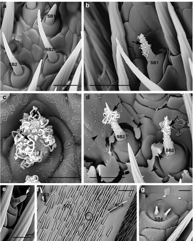 Figure 10. A. bungii, SEM. Sensilla basiconica. (a) Female: SB1 and SB2. (b) Detail of one SB1 covered  by abundant viscous material condensing outside in female and (c) male (arrows)