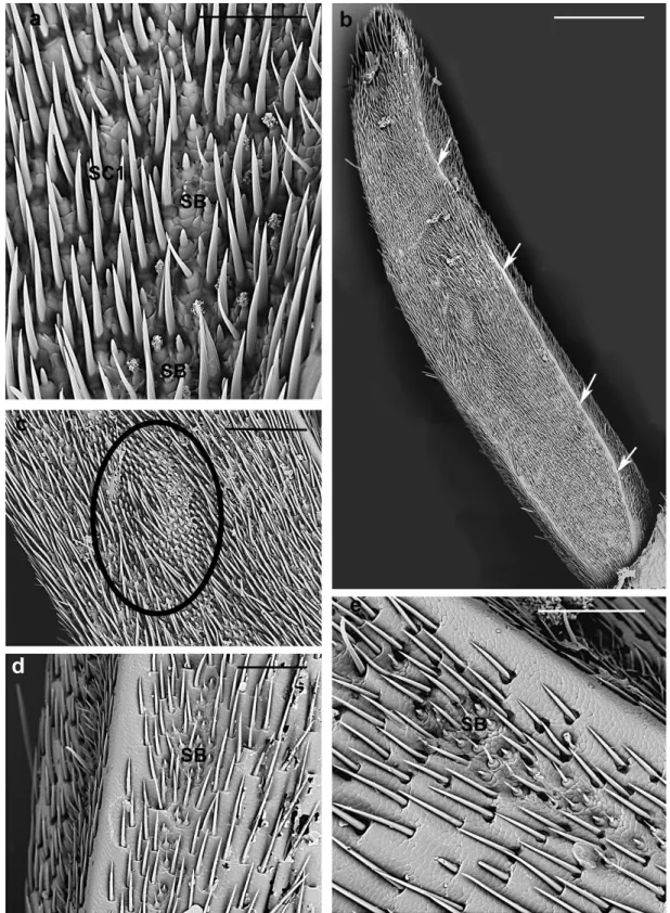Figure  11.  A.  bungii  female,  SEM.  Sensilla  basiconica.  (a)  SB1  and  SB2  densely  covered  by  closely  packed SC1