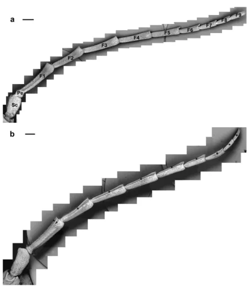 Figure  1.  A.  bungii,  LM  general  overview:  male  (a)  and  female  (b).  Arrows  point  to  the  4th–9th  flagellomeres to show length differences between sexes