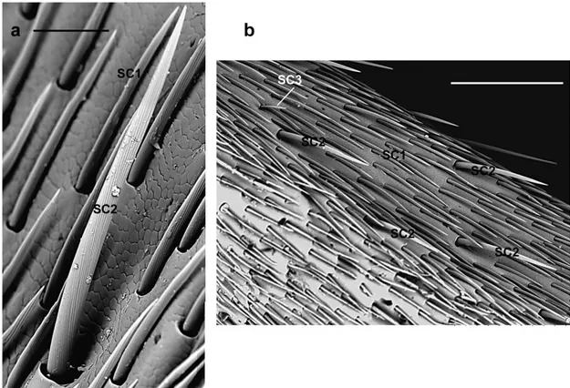 Figure 4. A. bungii, male, SEM. Sensilla chaetica SC2. (a) Detail of the grooved bristle with articulated  socket