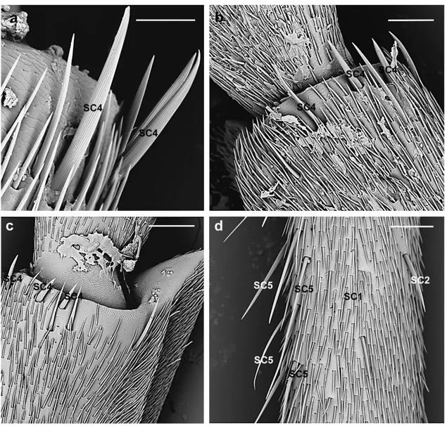 Figure 6. A. bungii female, SEM. Sensilla chaetica SC4 and SC5. (a) Details of SC4: Articulated bristles,  with longitudinal grooves