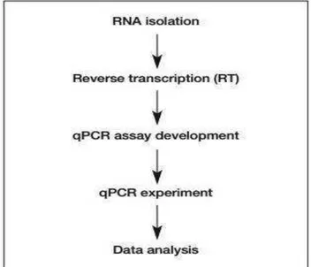 Figure 4. Gene expression analysis workflow 