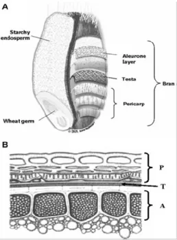 Fig. 1. Structure of wheat grain (1) and of the constitutive layers of wheat bran (2)