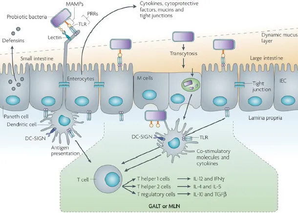 Figure 1.6 - Molecular interaction of probiotic bacteria with intestinal epithelial cells   (IECs) and  dendritic  cells  from  the  GALT