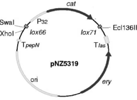 Figure  3.4  -  Representation  of  the  mutagenesis  vector  pNZ5319.  Origin  of  replication  (ori),  erythromycin 