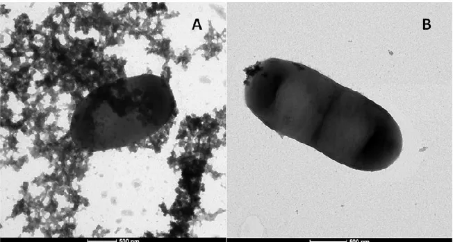 Figure 4.1 - Transmission Electron Micrograph of L. plantarum Lp90 cells before (A) and after (B)  PBS was