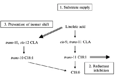 Fig. 3. Schematic of the ‘‘biohydrogenation balance model” Palmquist et al., 2005.  (Used, with permission, from Griinari and Shingfield, 2002.) 