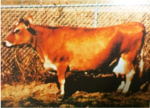 Fig. 5. Jersey cow (Buchanan 2002)                                                                                             Fig