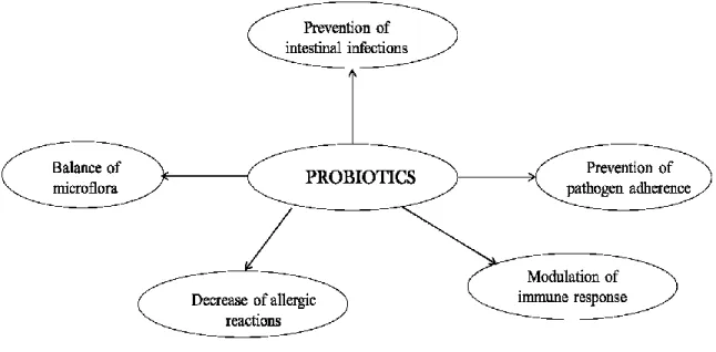 Table 1.1 shows groups of microorganisms used as probiotics. The widely used probiotic  bacteria include strains from the genera Lactobacillus and Bifidobacterium