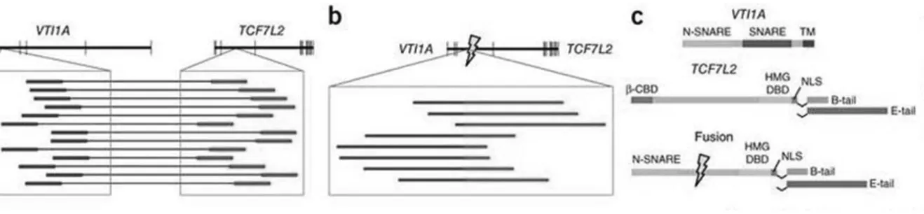 Figure 2: VTI1A-TCF7L2 fusion gene. a) The upper schematic depicts the positions of exons (vertical 