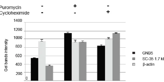 Figure 6.  Molecular characterization of Family A variants. The physiological NMD substrate SC-35 1.7 Kb  was included as positive control (dark grey bars)