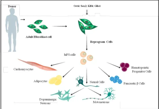Figure  1.  Generation  of  hiPSCs  from  skin  fibroblast  cultures  and  their  ability  to  differentiate  in  different  cell  types