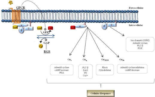 Figure 2. Model of GPCR mediated signalling pathways.