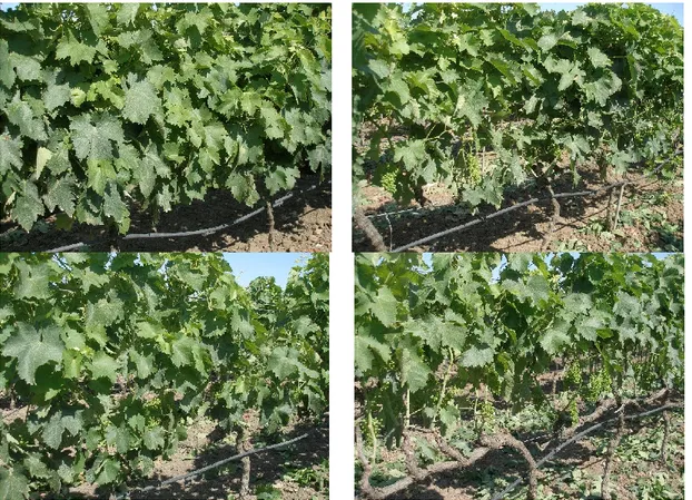 Fig. 4.2 – Defoliation treatments: ND (above left), MD (above right), D50% (below left), DA  (below, right)