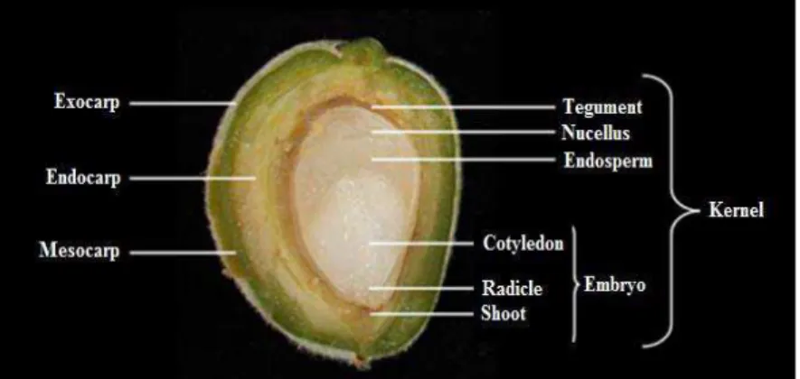 Fig. 8- Parts of almond fruit and seed 