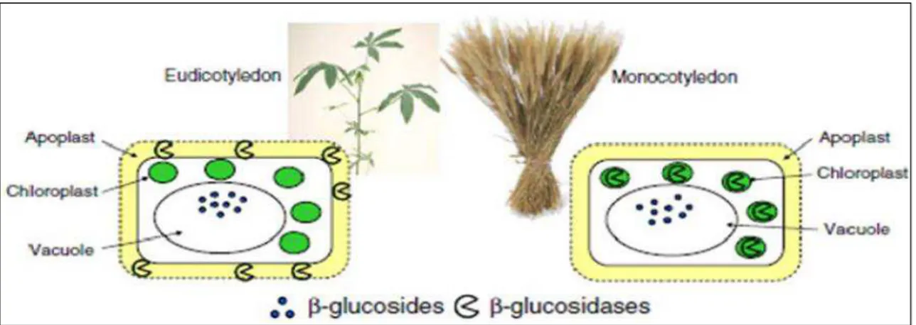 Fig.  11-  Compartimentalization  of  β-glucosidases  and  their  substrates  in  eudicotyledenous  and  monocotyledonous  plants  (Morant  et  al.,  2008) 