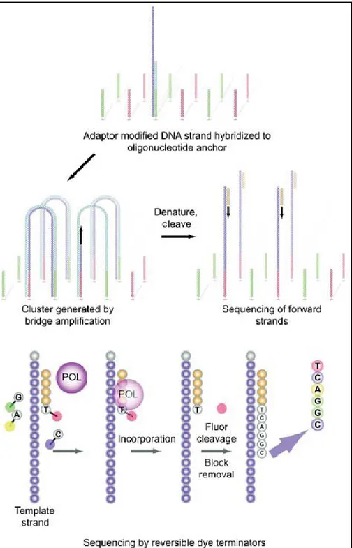 Figura  3:  Sequenziamento  mediante  piattaforma  Illumina  Genome  Analyzer.  Il  DNA  a  singolo  filamento  modificato  con  oligonucleotidi  adattatori  è  aggiunto  alla  cella  a  flusso  e  immobilizzato  mediante  ibridazione