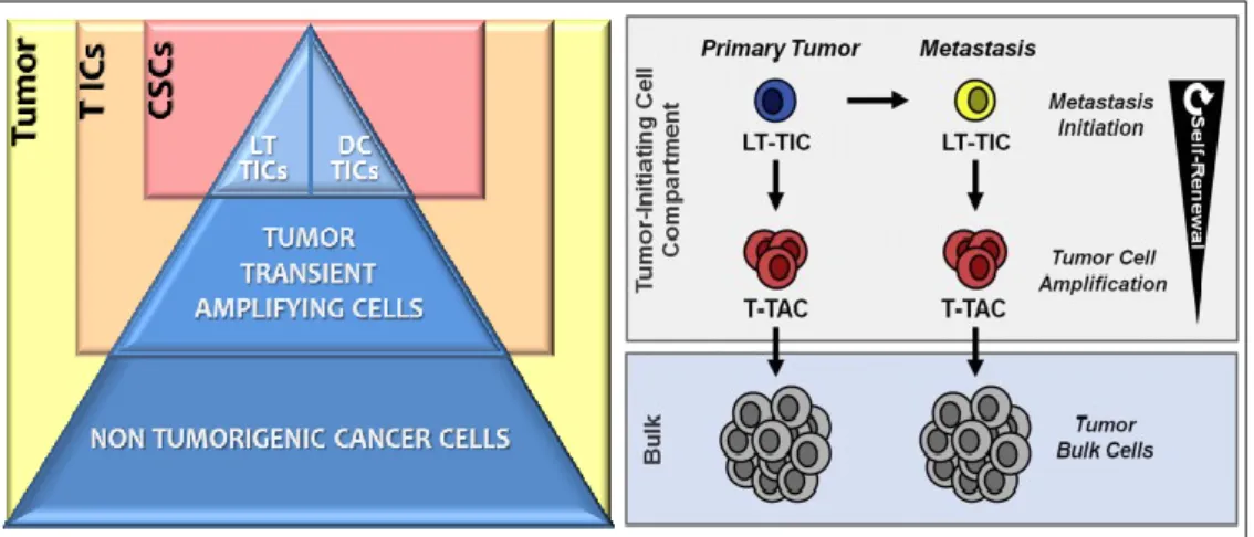 Figure 3: Hierarchy of colon cancer stem cells. Edited from Zeuner A and De Maria R 