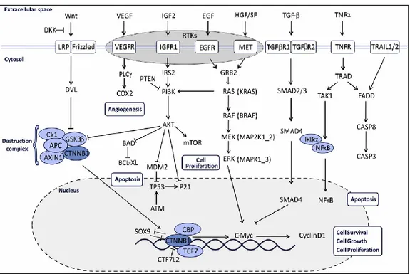 Figure 4: Main Pathways affected in Colorectal Cancer. Palma S From Molecular Biology to 