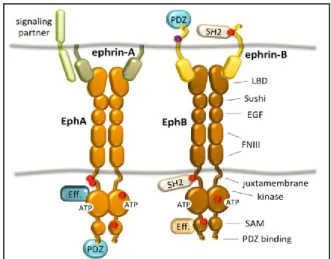 Figure  6:  Schematic  representation  of  Eph/ephrin  structure. 