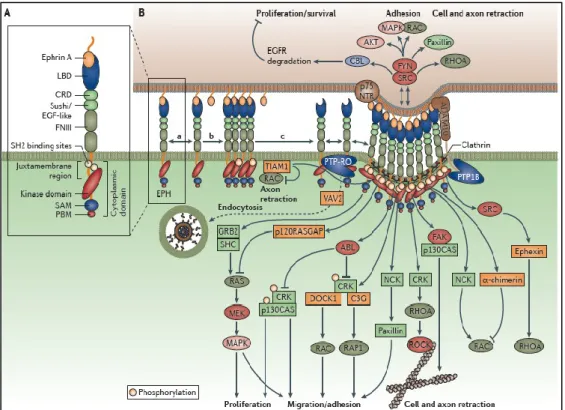 Figure 7: Eph signaling. Boyd AW Therapeutic targeting of EPH receptors and their 