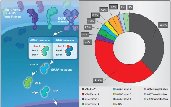 Figure 13: Genetic alterations associated with de novo resistance to anti-EGFR therapies  in mCRC