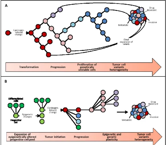 Figure  1:  Models  of  carcinogenesis:  (A)  the  clonal  genetic  model  of 