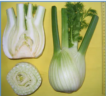 Fig. 4. Fennel  “grumolo” or false bulb growth during the first year of vegetative cycle