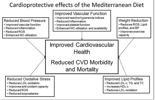 Fig. 2. Mechanisms proposed to underlie the protective effect of foods belonging to the  Mediterranean Diet, against cardiovascular diseases