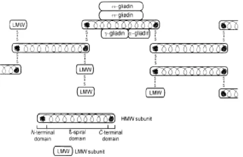 Figure 1. Gluten network structure. From the picture, it is clear that high-molecular-weight (HMW) and low-molecular- low-molecular-weight (LMW) polymer proteins are linked by disulphide bonds, thus making a real network