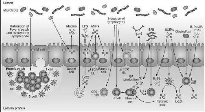 Figure 9. Gut microbiota shapes host immunity. The gut microbiota induces maturation of the gastrointestinal 