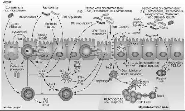 Figure  10.  Potential  microbial  modulation  of  coeliac  disease  pathogenesis.  Gluten  peptides  in  the  small 