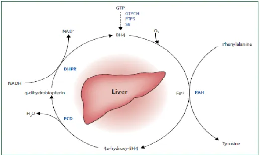 Figure  5.  Phenylalanine  hydroxylating  system:  during  the  hydroxylation  of 