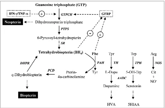 Figure 6. Overview of the biosynthesis of tetrahydrobiopterin (BH 4 ) and a summary of 
