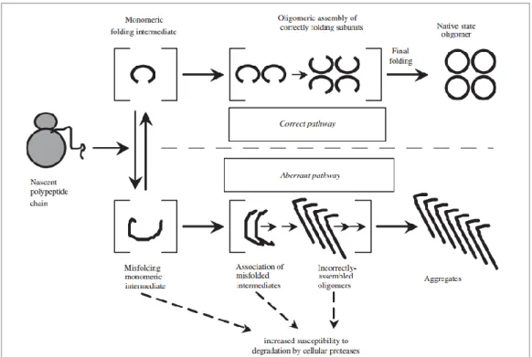 Figure 7. Model of competing pathways for correct vs. aberrant protein folding and 